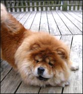 Chow Chow Rescue of Gtr NY