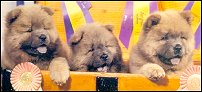 cinnamon Chow Chow puppies