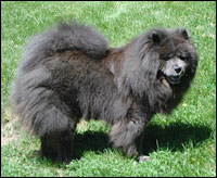 Black Male Chow, Bryon, Illinois