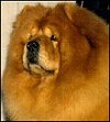 red adult female Chow Chow