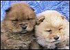 red puppy (left) and cream puppy (right)