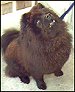 a black Chow that has "rusted" or bleached out in the sun